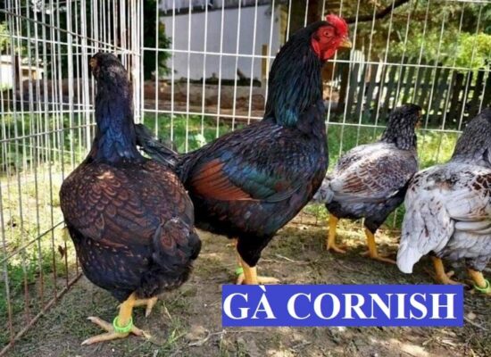 Giới thiệu về gà cornish