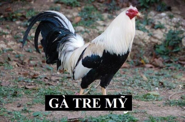 Đôi nét giới thiệu về giống gà tre xuất xứ tại Mỹ