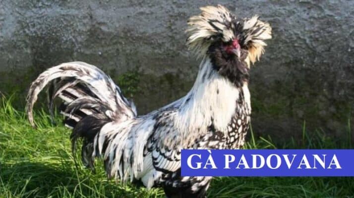 Giống gà padovana sở hữu nhiều đặc điểm nổi bật