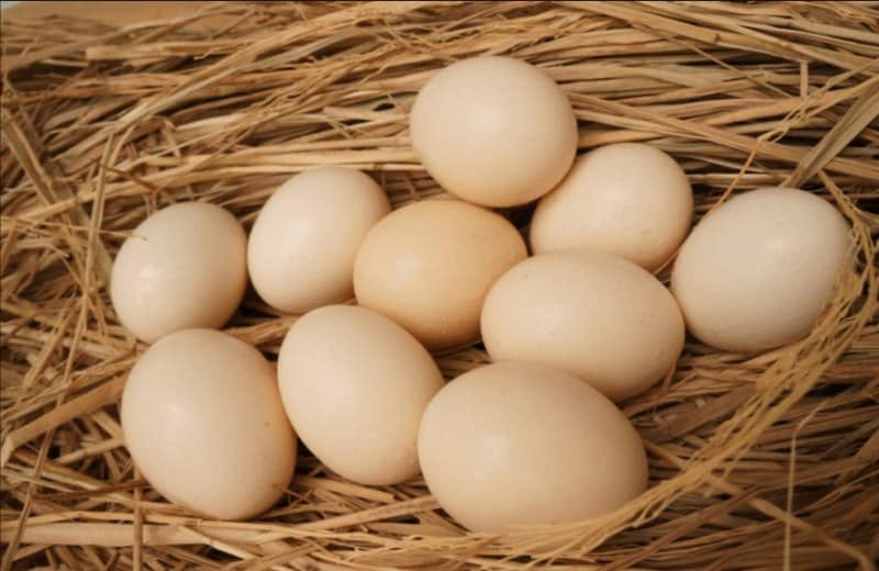 Giống gà với năng suất trứng cao
