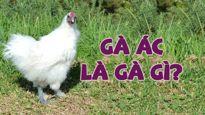 Môi trường sống của gà đen cần đảm bảo sạch sẽ