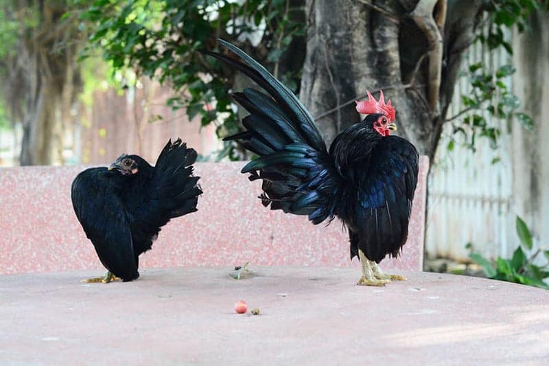 Ngoại hình khác lạ của chú gà Vương Giả