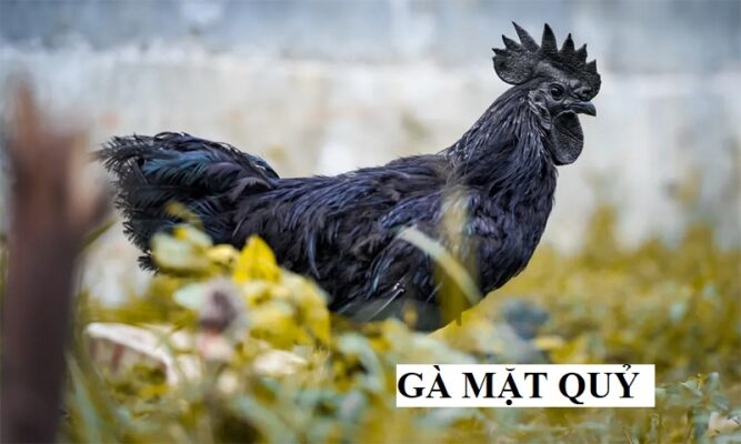 Gà mặt quỷ có nguồn gốc xuất xứ tại Indonesia