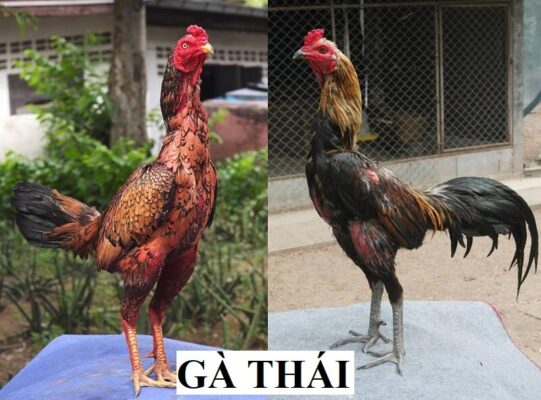 Nguồn gốc của dòng gà chiến Thái cực hung hăng