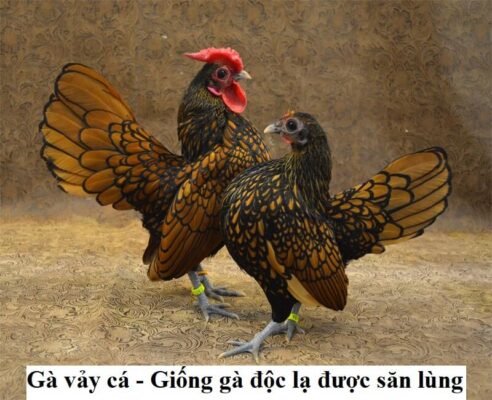 Nguồn gốc của giống vật nuôi làm cảnh có lông giống vảy cá