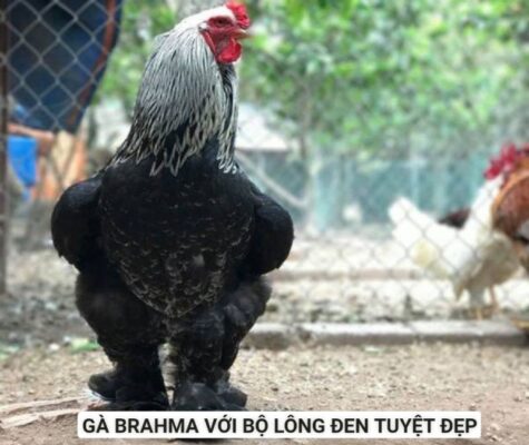 Gà khổng lồ vừa được nuôi để lấy thịt, lấy trứng và làm cảnh