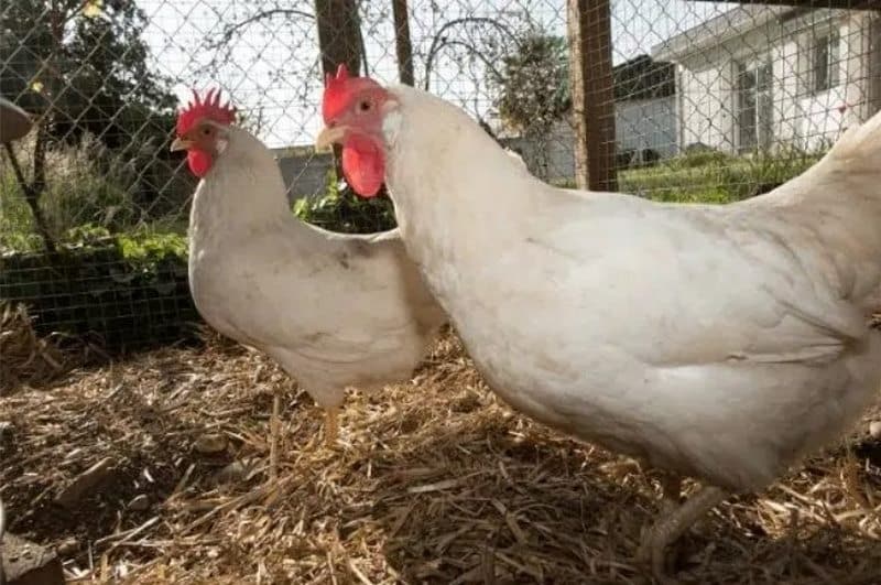 Nhận biết gà mái Leghorn