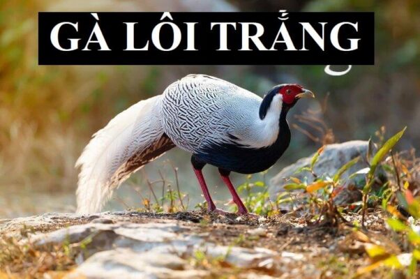 Các đặc điểm để nhận dạng giống gà lôi lông trắng