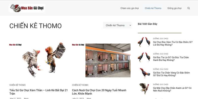 Giới Thiệu Muabangachoi.com - Website chuyên gà chọi, gà đá 3 Những chia sẻ cực hữu ích