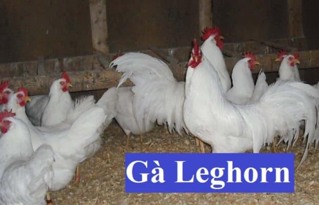 Những đặc điểm của gà Leghorn