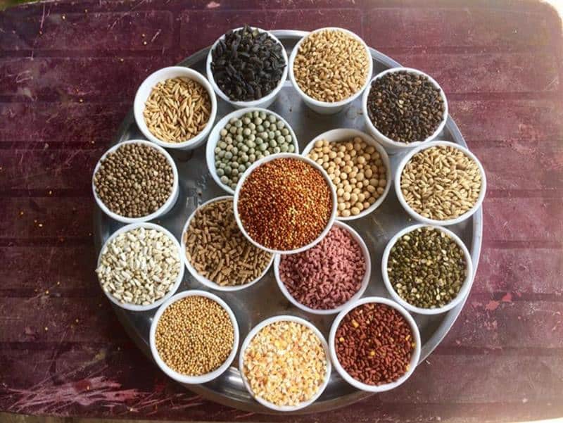 Tìm hiểu về giống gà Satsumadori là giống gà như thế nào 3 Sử dụng làm các loại hạt làm thức ăn