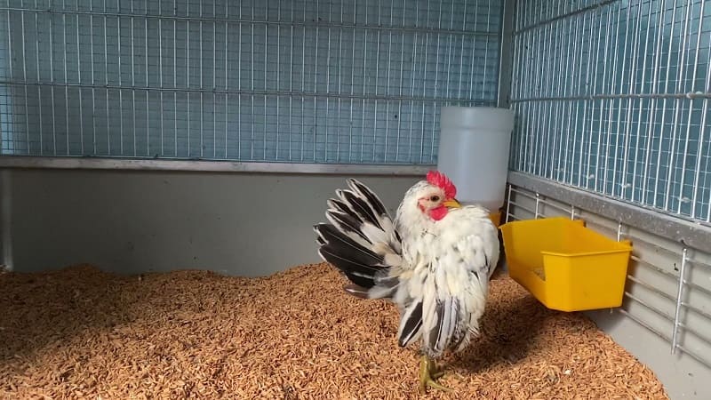 Gà Vương Giả đã có độ thuần nhất định sau khi được lai tạo