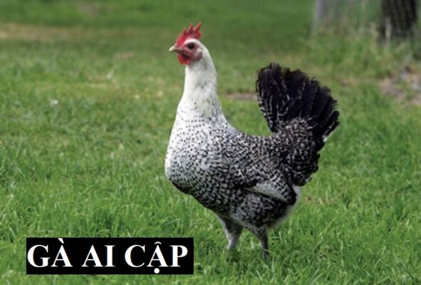 Thịt gà Ai Cập khá thơm ngon