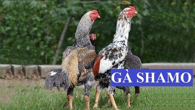 Thông tin về giống gà Shamo