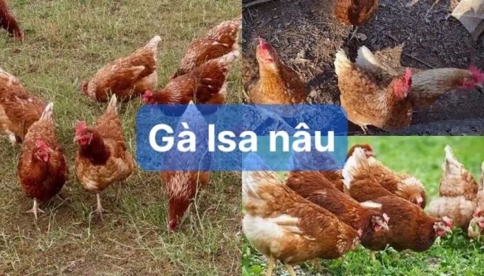Tìm hiểu về gà Isa nâu