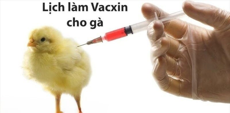 Phòng bệnh bằng vaccin cho gà đúng độ tuổi