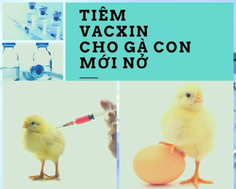 Vào vacxin định kỳ để phòng bệnh dịch gây tử vong cho gà