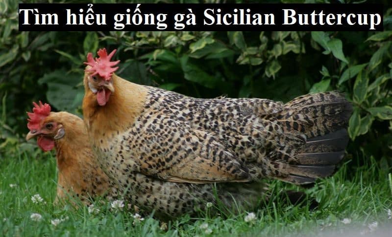 Giới thiệu sơ về nguồn gốc gà Sicilian Buttercup