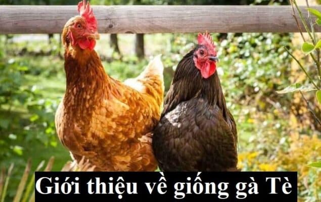 Giới thiệu sơ về nguồn gốc gà Tè