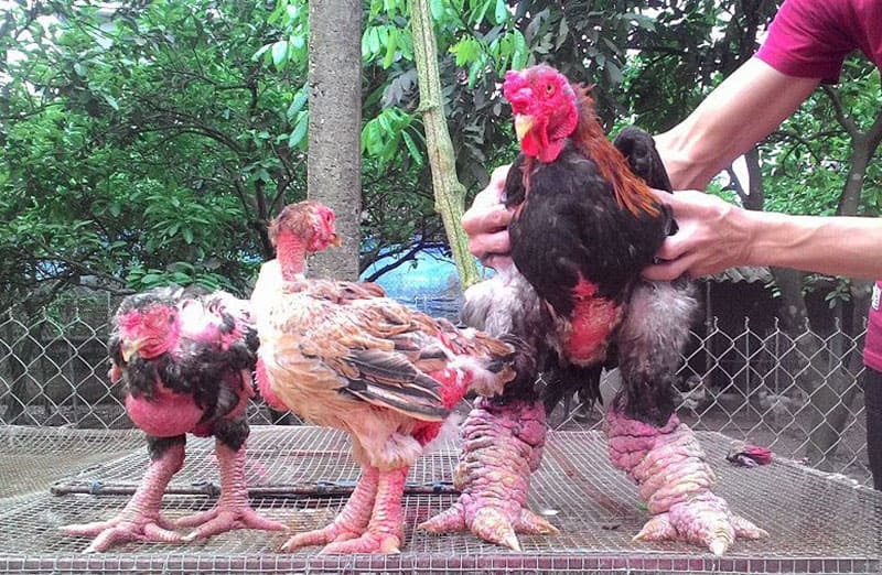 Phân biệt gà Đông Cảo thuần chủng với gà lai