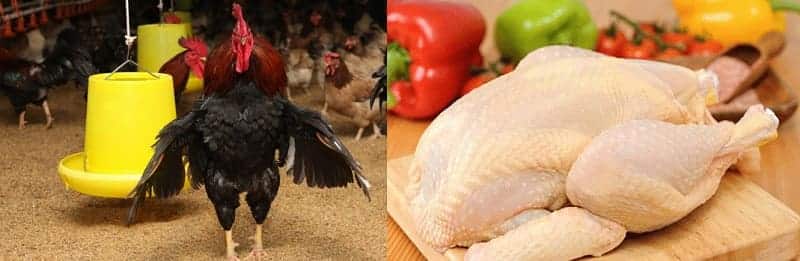 Gà thịt Lạc Thủy thơm ngon, giá trị cao