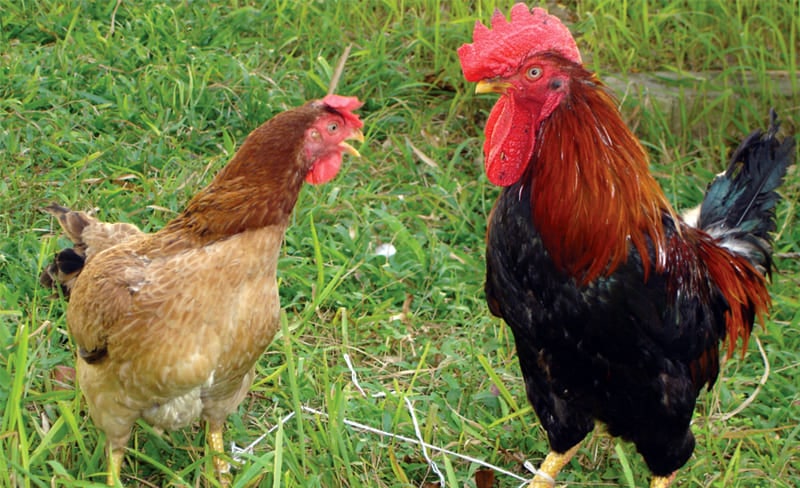 Ngoại hình của giống gà hiếm Lạc Thủy