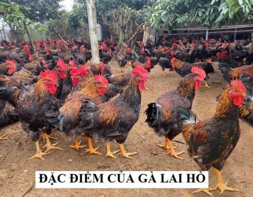 Đặc điểm ngoại hình của gà Hồ lai