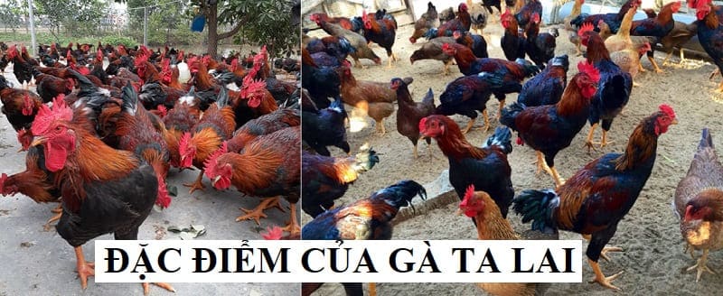 Ngoại hình của giống gà này vẫn giữ được nét của gà ta