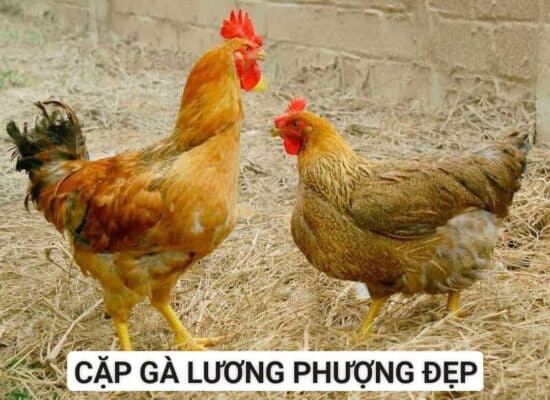 Đặc điểm miêu tả ngoại hình của gà Lương Phượng