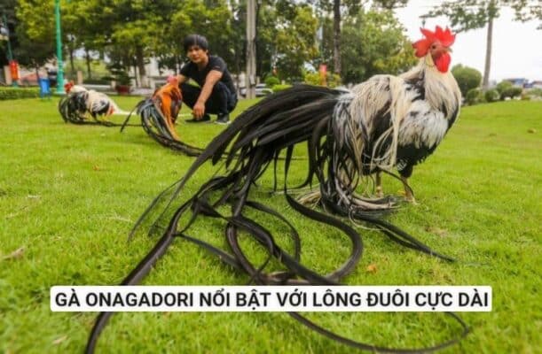 Gà Onagadori có đặc điểm ngoại hình nổi bật với lông đuôi cực dài