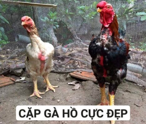 Đặc điểm nhận dạng của gà trống và mái