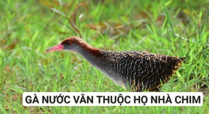 Đặc điểm nhận biết gà nước vằn