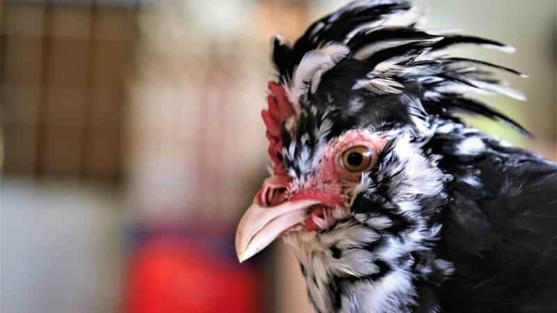 Ngoại hình với chiếc mào phật thủ độc đáo