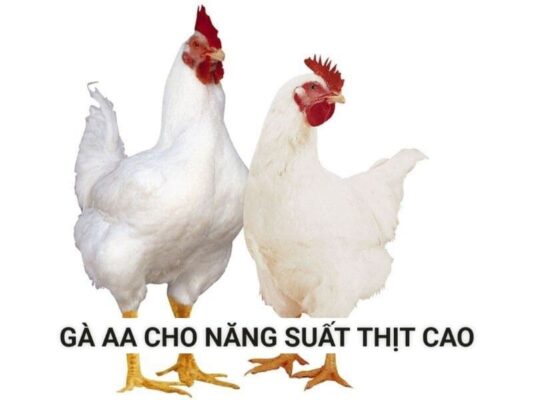 Gà AA với màu lông trắng tuyền