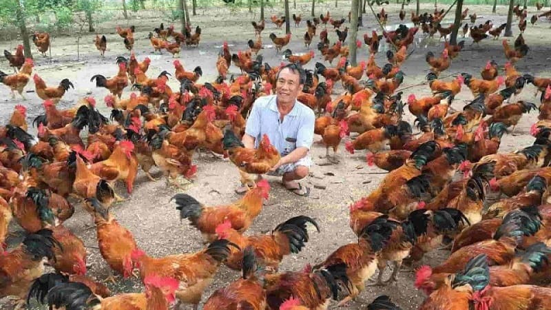 Định hướng phát triển của gà thương phẩm trong tương lai