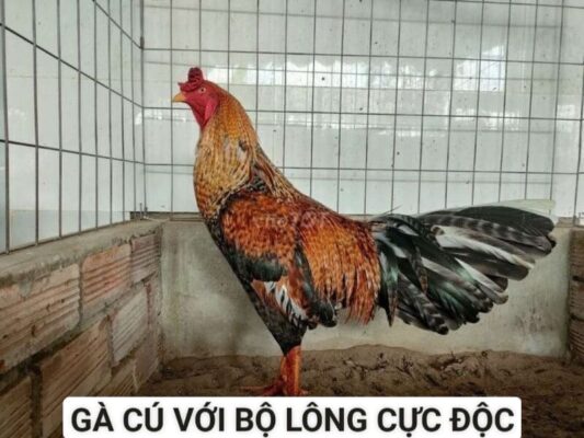 Gà cú với bộ lông giống với những con cú mèo cực độc