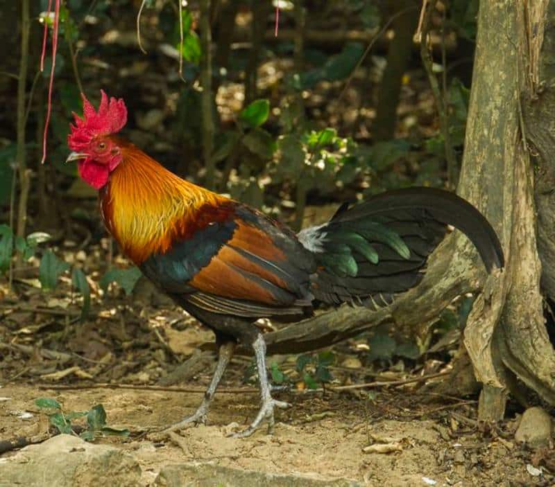 Đối với giống gà trống, lông của chúng hầu như là màu đỏ và đen