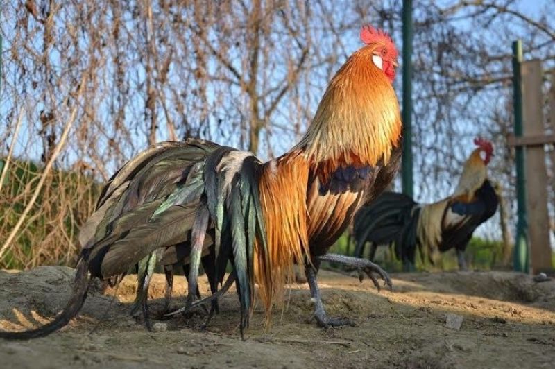 Đuôi của chúng đặc biệt, có thể dài tận 6m