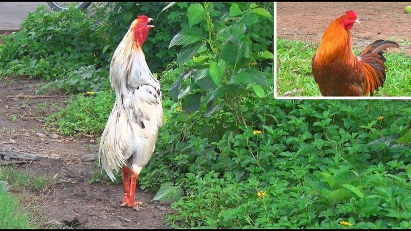 Gà cúp có thể trở thành những chiến kê tài năng không?