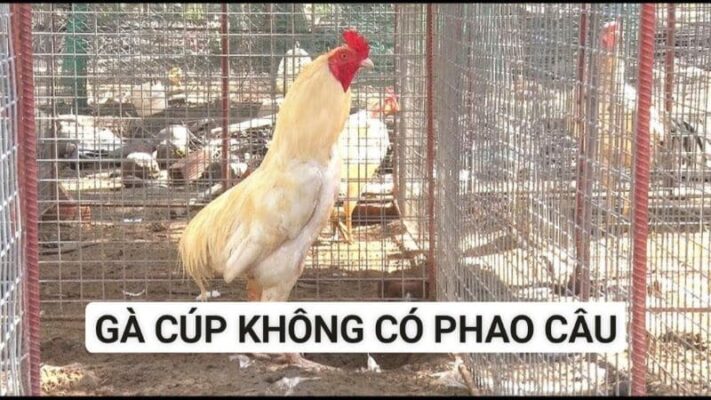 Gà cúp được biết đến là những chiến kê không có phao câu