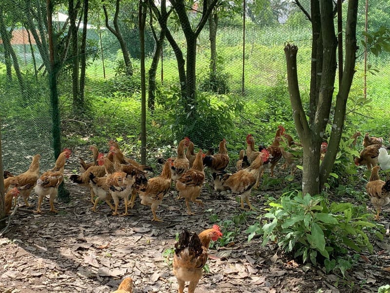 Giống gà được chăn thả tự nhiên