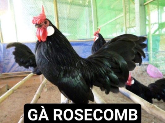 Gà Rosecomb có nguồn gốc từ châu Âu