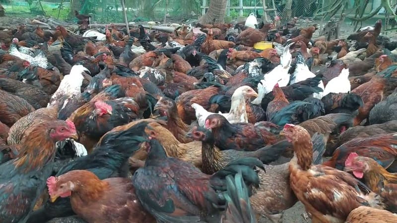 Mã gà ta được lai tạo với gà ngoại nhập là J hoặc JA