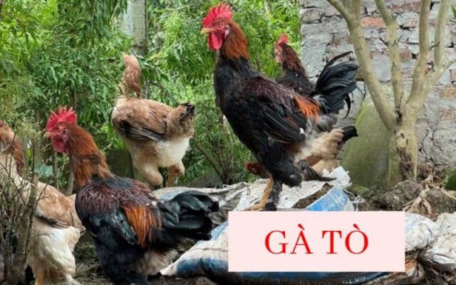 Gà tò được xem là giống gà tiến Vua nổi tiếng từ xa xưa