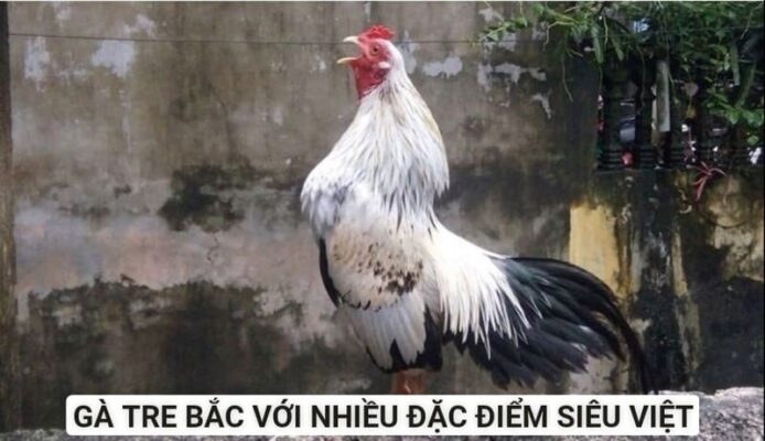 Nguồn gốc của dòng gà mang nhiều nét siêu Việt