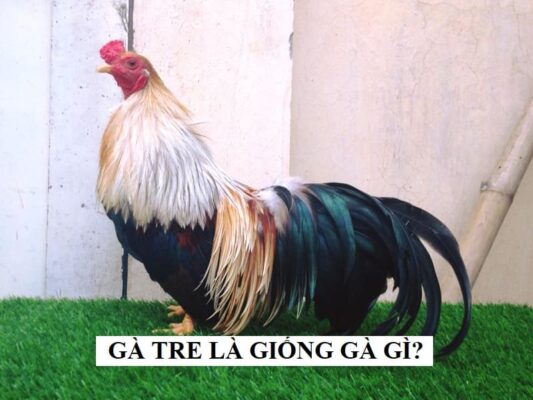 Chúng có các tên gọi khác là gà che, gà bi - che