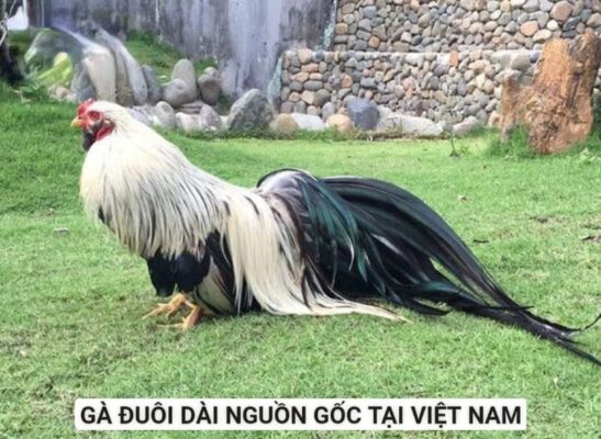 Gà tre Tân Châu với dáng đuôi cực dài