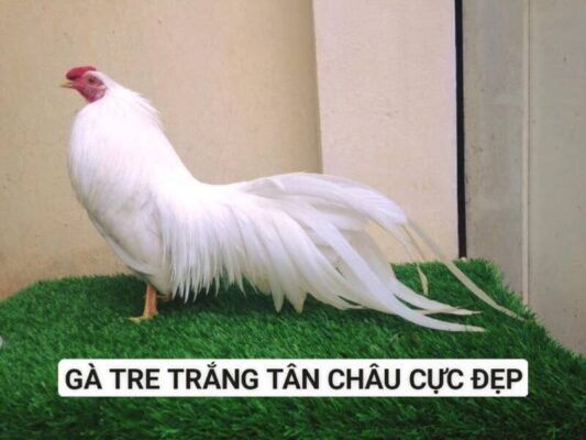 Dòng gà tre lông trắng Tân Châu cực đẹp