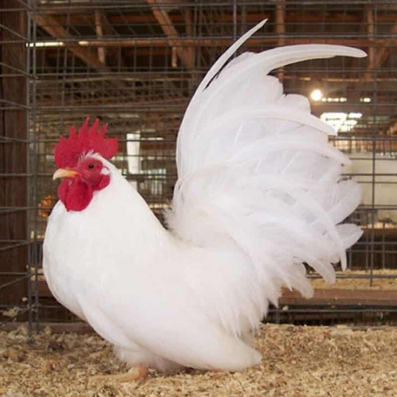 Gà tre Thái Lan lông trắng thuần khiết