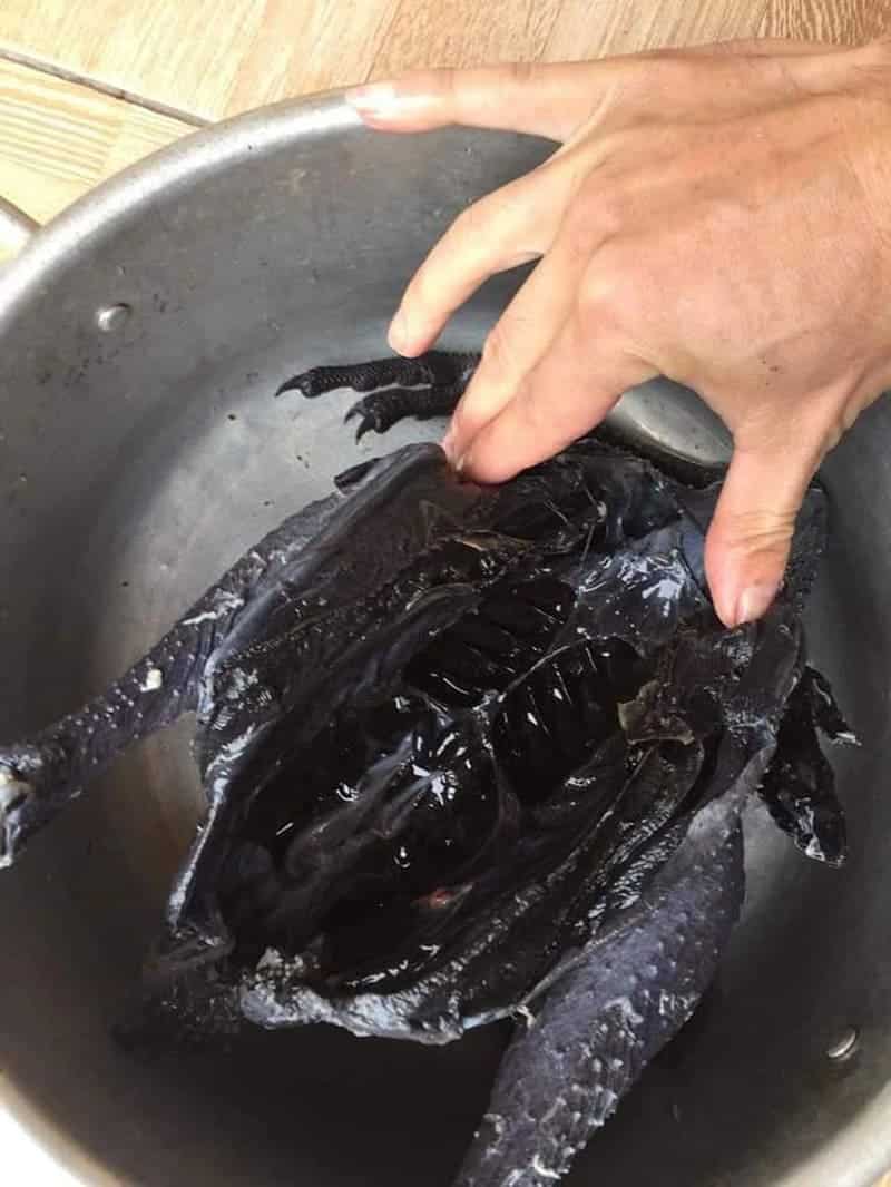 Giống gà đen đến từ Indonesia có chất lượng thịt cực bổ dưỡng